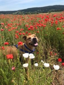 A light brown dog sitting in a field of flowers.