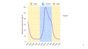 A diagram displays melatonin production over time