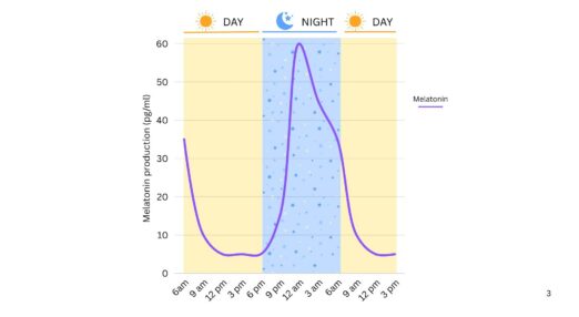 A diagram displays melatonin production over time