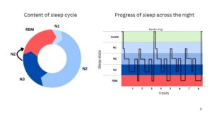 A diagram displaying the sleep cycle and progress of sleep across the night